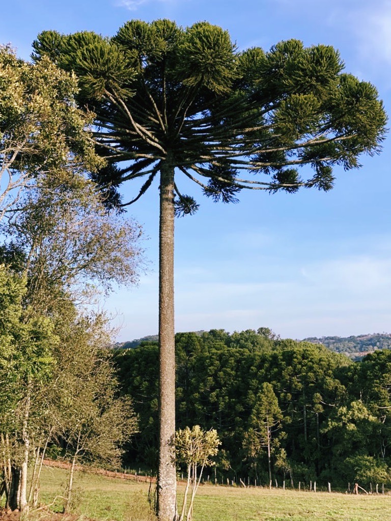 personalidades mais altas