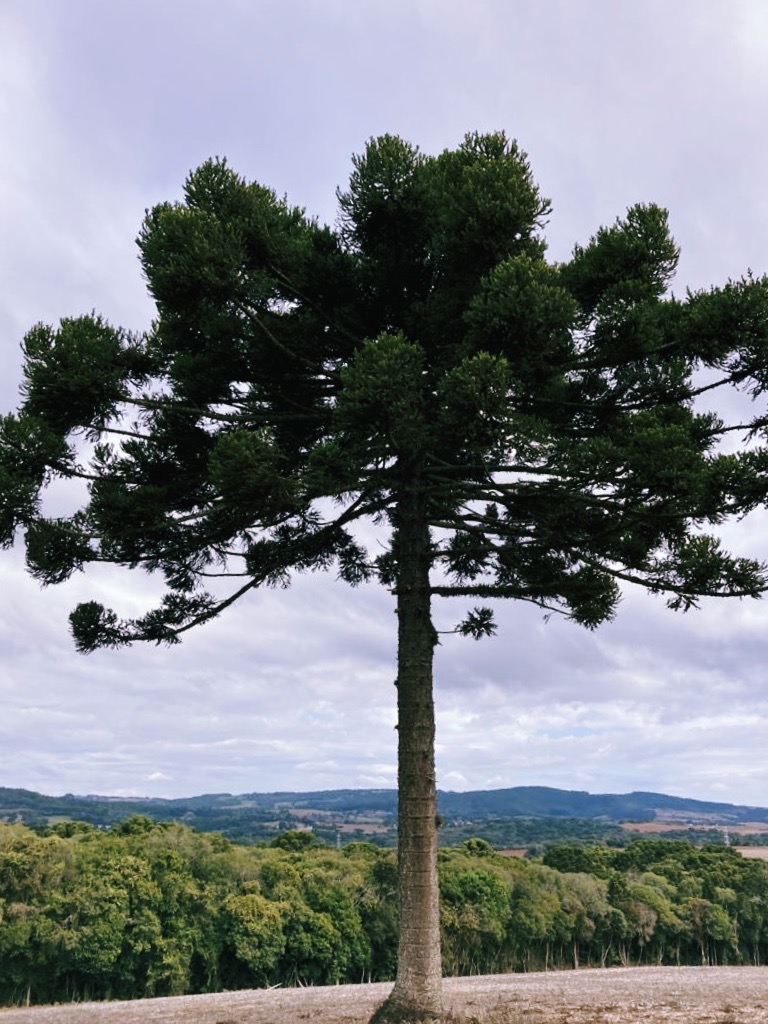 a verdade maior de uma vasta consciência sem limites