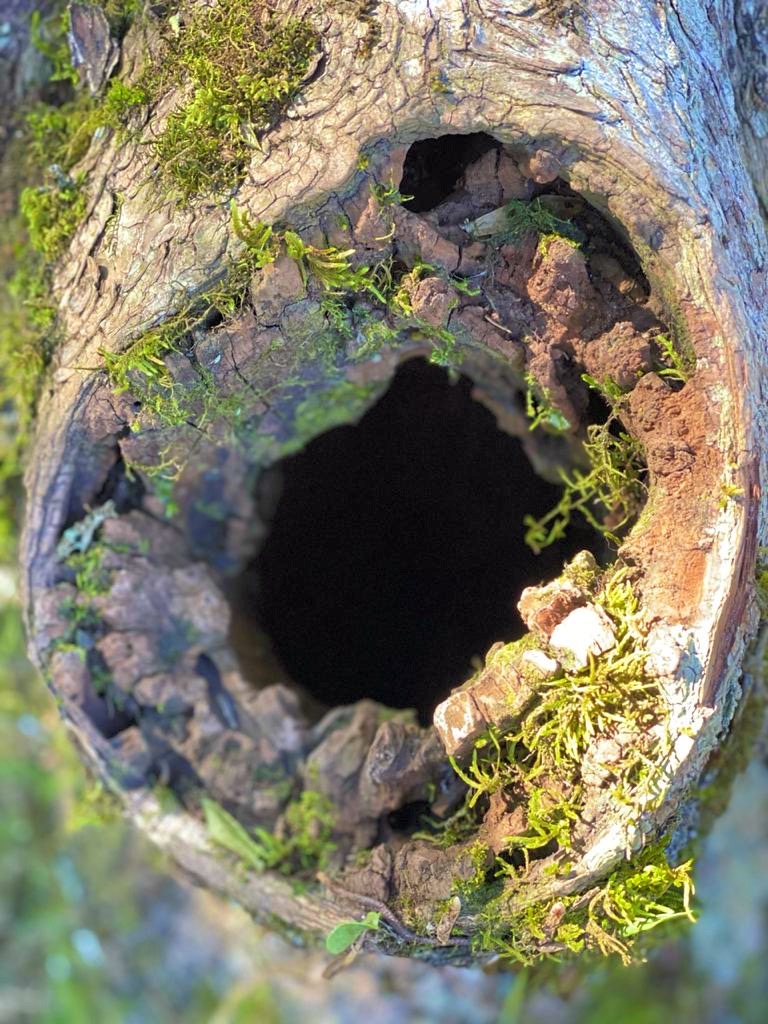 Método de ação do Ioga Integral