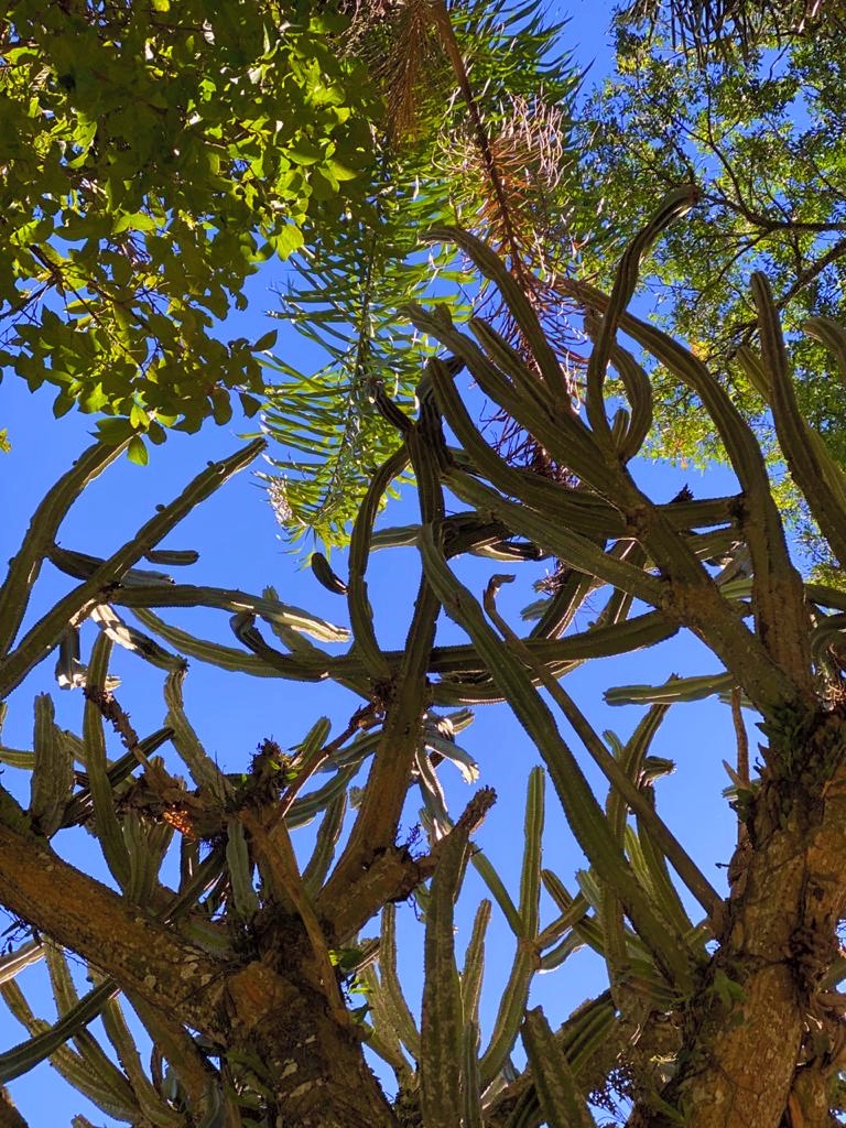 O Ioga Integral é uma Psicologia Prática