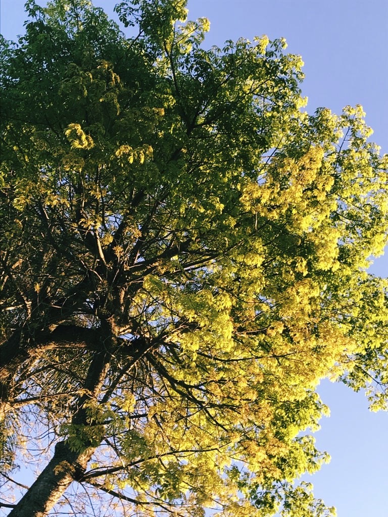 A ação do Ioga em nós (parte 2)