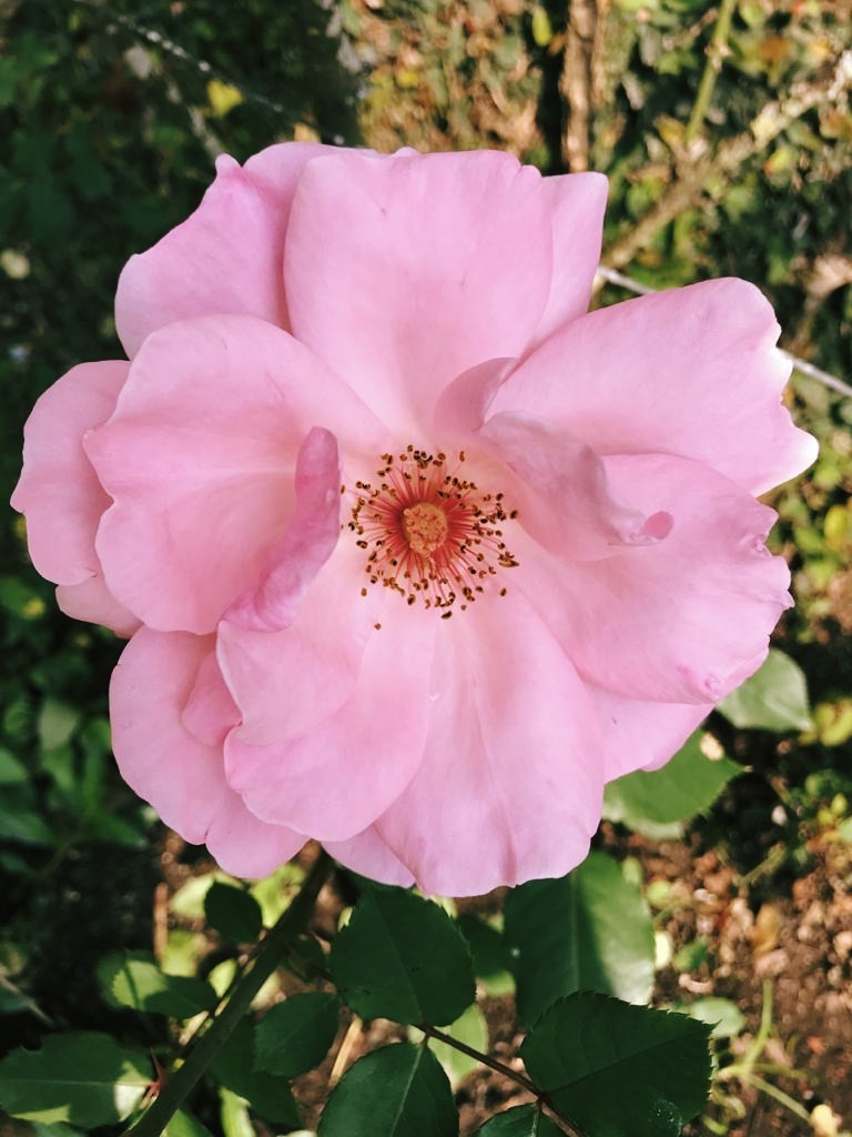 A consciência não se limita a forma mental.