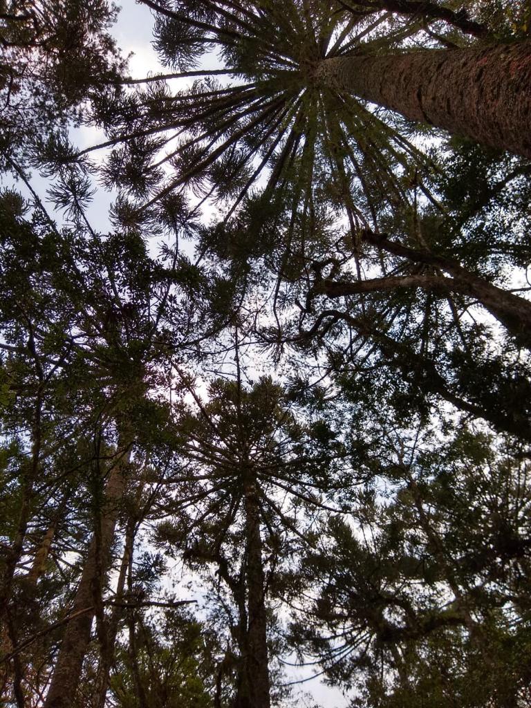 Ioga e complexidade de nosso ser