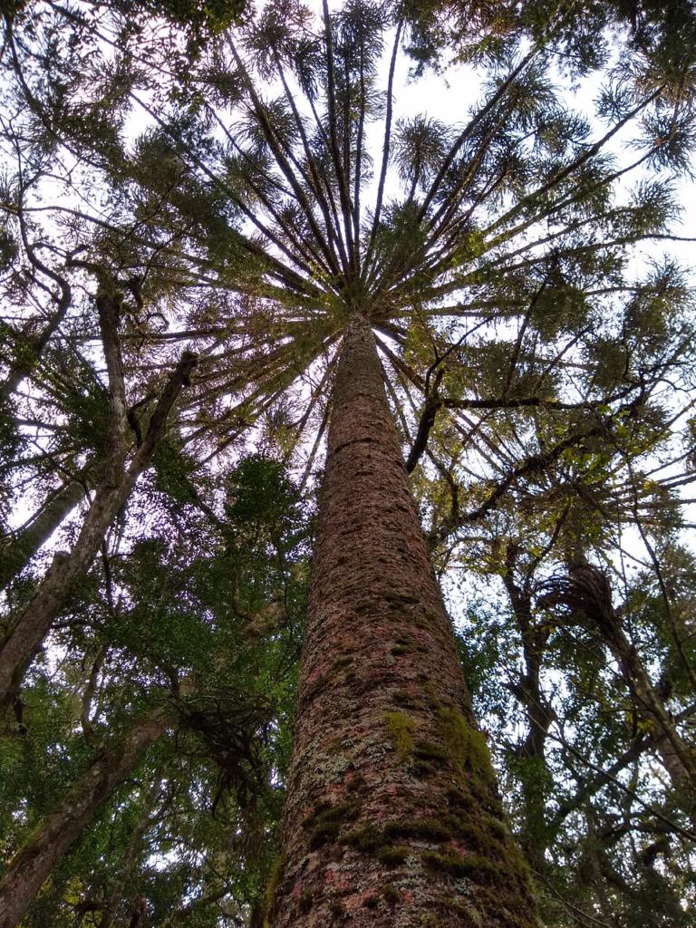 Vivemos na superfície