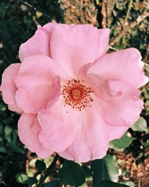 apresentação poética do Ser Psíquico