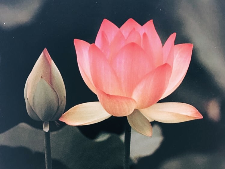 SÍMBOLO DE SRI AUROBINDO